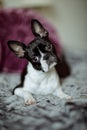 Boston Terrier on the Bed