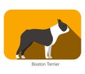 Boston terrier breed dog standing on the ground, side, dog cartoon image series