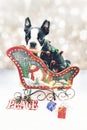 Boston terrier in a Christmas sled