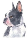 Water colour painting portrait of Boston Terrier 231