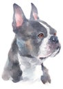 Water colour painting portrait of Boston Terrier 233