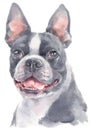 Water colour painting portrait of Boston Terrier 235