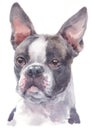 Water colour painting portrait of Boston Terrier 238