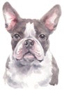 Water colour painting portrait of Boston Terrier 240