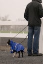 Boston Terrier dog in blue raincoat.