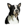 Boston Terrier dog breed isolated on white background digital art illustration. Boston Terrier is a compactly built, well-