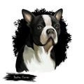 Boston Terrier dog breed isolated on white background digital art illustration. Boston Terrier is a compactly built, well-