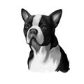 Boston Terrier dog breed isolated on white