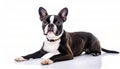 Boston Terrier dog - Canis lupus familiaris - a small breed of domestic animal recognized by a tuxedo jacket, compact body, and