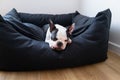 Boston Terrier dog lying down in a large black comfy bed. She has her tongue slightly out as she rests Royalty Free Stock Photo