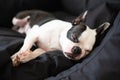 Boston Terrier dog lying down sleeping in a large black comfy bed. She has her tongue slightly out as she sleeps Royalty Free Stock Photo