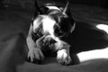 Boston terrier dog napping