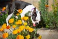 Boston Terrier dog outside in a garden mooching around some golden orange Eschscholzia California poppies