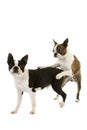 Boston Terrier Dog, Pair mating against White Background