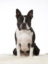 Boston terrier dog portrait in a studio with white background Royalty Free Stock Photo