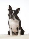 Boston terrier dog portrait in a studio with white background Royalty Free Stock Photo