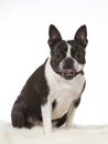 Boston terrier dog portrait in a studio with white background Royalty Free Stock Photo