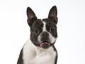 Boston terrier dog portrait in a studio with white background Royalty Free Stock Photo