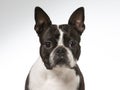 Boston terrier dog portrait in a studio with white background Royalty Free Stock Photo