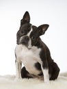 Boston terrier dog portrait in a studio with white background Royalty Free Stock Photo