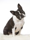 Boston terrier dog portrait in a studio with white background Royalty Free Stock Photo