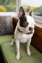 Boston Terrier dog sitting on a green cushioned bench in a bay window
