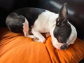 Boston Terrier dog sleeping on an orange cusion on a brown leather chair.