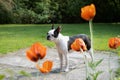 Boston Terrier dog standing in a patio in a garden or back yard with grass. There are large poppies in the foreground Royalty Free Stock Photo