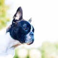 Boston terrier dog on summer background