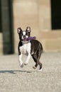 Boston Terrier with dogtoy Royalty Free Stock Photo