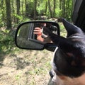 Boston terrier driving