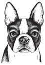 Sketch Of A Boston Terrier Face