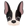 Boston terrier face, puppy head, portrait in cartoon style isolated on white background. Cute dog, print design Royalty Free Stock Photo