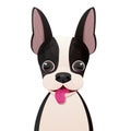 Boston terrier face, puppy head, portrait in cartoon style isolated on white background. Cute dog, print design Royalty Free Stock Photo