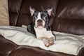 Boston terrier Royalty Free Stock Photo