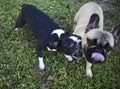 A Boston Terrier And French Bull Dog Fighting Playfully