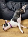 Boston Terrier half in and half out of a large black dog bed. She has her head on the wooden floor on a hot day Royalty Free Stock Photo