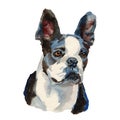 Boston terrier dog portrait Royalty Free Stock Photo