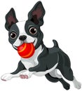 Boston Terrier Holds Ball Royalty Free Stock Photo