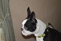 Boston Terrier Intensity