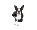 Boston terrier isolated on white background