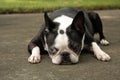 Boston Terrier Lying Down Royalty Free Stock Photo