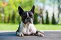 Boston Terrier napping on the terrace with half-closed eyes