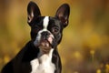 Boston Terrier - Originating from the United States (Generative AI)