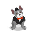 Boston terrier pedigree dog in black suit and bow tie, cute puppy pet character vector Illustration on a white Royalty Free Stock Photo