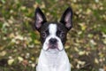 Boston terrier perfect symmetry