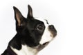 Boston Terrier Royalty Free Stock Photo