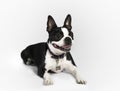 Boston Terrier Royalty Free Stock Photo