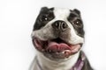 Boston Terrier Royalty Free Stock Photo