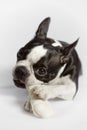 Boston Terrier Royalty Free Stock Photo